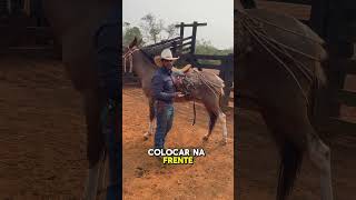 Barrigueira na virilha vazio fez seu burro pular Veja isso 😳 escolademuladeiros muladeiros [upl. by Elmore818]