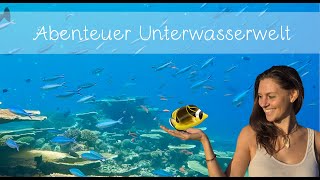 Abenteuer Unterwasserwelt Lernvideo für alle die neugierig sind 🐡 [upl. by Ivy416]