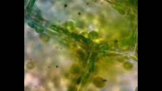 Práctica observación ciclosis Cellular cyclosis in Elodea canadensis [upl. by Amhser]