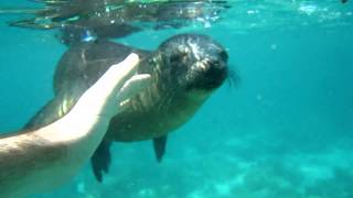 Sea Lions Zalophus wollebaeki in the Galapagos Islands [upl. by Demmer841]