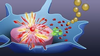 Visualizing Oxidative Cellular Stress Induced by Nanoparticles Using Fluorescence Lifetime Imaging [upl. by Lory]