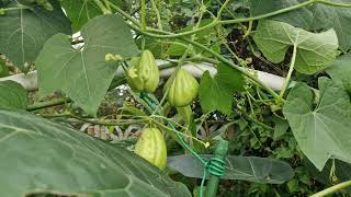 ChoCho Chayote in My UK Garden A Fabulous and Rewarding Vine that keeps giving [upl. by Elrebmik]