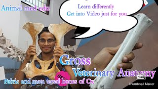 Gross Veterinary Anatomy  Pelvic and meta tarsal bones of Ox   vet student  KaMAL [upl. by Otina58]