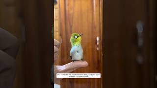 This family found an abandoned baby bird and then brought it home to raise animalshorts [upl. by Ancelin]