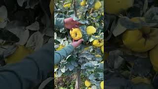 Bexi kochatlari sotuvda 951170999 1000hp namangan fruit farming kochatlar [upl. by Anahsor]