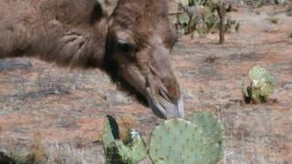 Camels eating cactus [upl. by Bertero949]