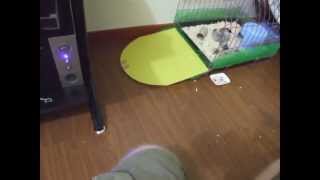 Hedgehog running REALLY fast around our apartment [upl. by Ahkeber812]