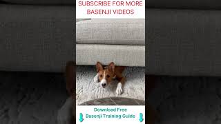 Basenji dog barking  Basenji sound  funny video 🐕 shorts [upl. by Healion]