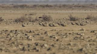 spotted sandgrouse Pterocles senerare bird exclusive video of flock with beautiful call vaku vaku [upl. by Linnea]