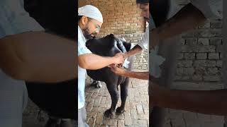 Tail Amputation animals treatment veterinarian animals vet viralvideo Gangren [upl. by Kala120]