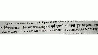 Amphioxus  T S  passing through midgut diverticulum amp Testes [upl. by Adiehsar]