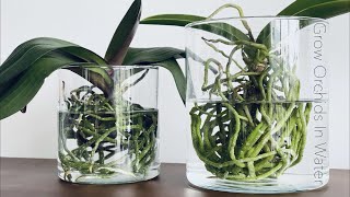 How To Grow Orchids In Full Water Culture And Semi Water Culture [upl. by Aninotna]