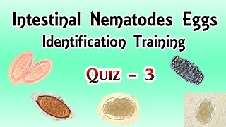 Intestinal Nematodes Eggs Identification Training Quiz 34 [upl. by Trant]