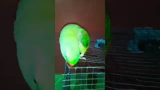 Tutu 1 day before birthday 🐦🐦💛💛 shortfeed shortsviral birds mithu [upl. by Aschim]