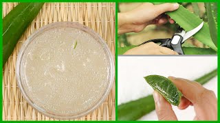 How to Make Aloe Vera Gel at Home  Easiest Way [upl. by Nnelg30]