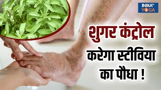 Stevia Plant Benefits Blood Sugar कंट्रोल करेगा स्टीविया का पौधा Gas और Acidity भी होगी दूर [upl. by Mcclary]