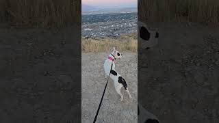 Ensign Peak Vlog 13 pitbull puppy hiking [upl. by Almeda]