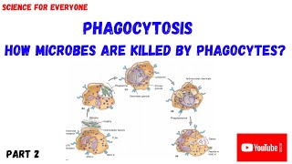 PHAGOCYTOSIS  Intracellular Digestion  PART 2 [upl. by Inattyrb]