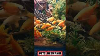 Tetra fish aquarium tetrafish shortsviral fishaquarium trending aquarium aquascape [upl. by Arodaeht]