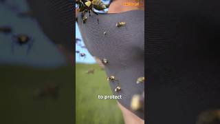 DescriptionHow To Survive A Swarm Of Bees😱 shorts [upl. by Tihom]