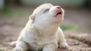 Cute Puppies Howling Compilation 2016 Cuteness Overload [upl. by Ihc]