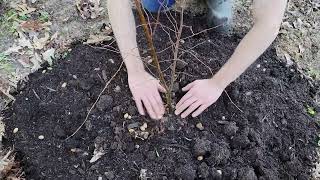 Planting American Hornbeam Tree [upl. by Ethelda531]