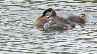 Grebes chicks swimming and resting [upl. by Alliscirp]