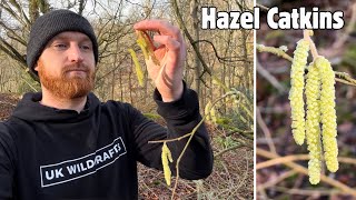 Hazel Catkins A Winter Wild Food [upl. by Ifill]