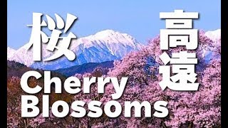 高遠の桜 高遠城址公園 さくら祭り（Sakura Takato Cherry Blossom Festival 日本の桜 花の名所 花見頃 長野観光 JAPAN [upl. by Sylado708]