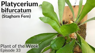 How To Care For Staghorn Ferns Platycerium bifrucatum  Plant Of The Week Ep 33 [upl. by Adnahcir]