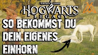 Hogwarts Legacy  Eigenes Einhorn bekommen Guide Deutsch  Fundort amp Erklärung  Einhornhaar [upl. by Erina]