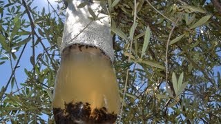 Homemade olive fly trap very effectively and economically Bactrocera oleae olive pests [upl. by Dowell390]