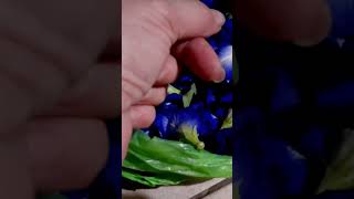 Asul na bulaklak healthy blue tea herbs flowers energy singlemomlifestyle healthydiet [upl. by Nyluqcaj398]