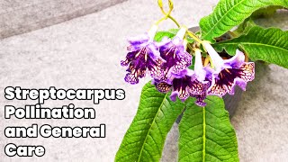 Streptocarpus Pollination and General Care [upl. by Cohla]