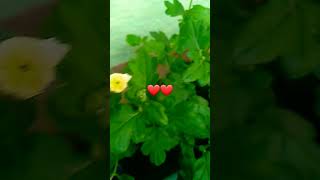 mero small garden ma dashai ma atti ko fuldai 6 [upl. by Atsahs]