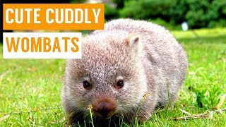 Cuddly Baby Wombat Compilation [upl. by Nodyarb]