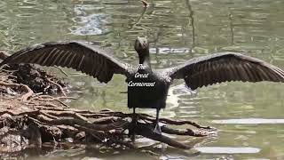 The Great Cormorant bird Australia [upl. by Ellatsirhc]