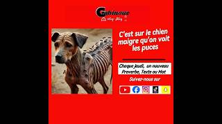 cest sur le chien maigre quon voit les puces [upl. by Earley]