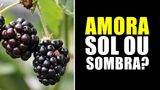 AMORA GOSTA DE SOL OU SOMBRA [upl. by Merkle463]