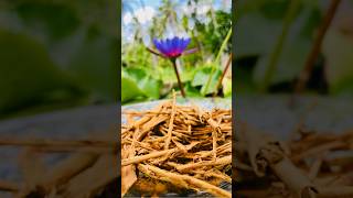 Making Ceylon Cinnamon🌴stick at home🏠☀️Chilllife shorts traditional [upl. by Josi]