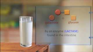 Lactose Intolerance 2 IQOGCSIC [upl. by Garaway637]