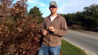 How to Prune Hydrangea Paniculata Shrubs [upl. by Gross]