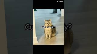 Cute or ugly 😿 roblox catfunny whatishethinkingrightnow cat catvideos funnycatvideos [upl. by Selohcin]