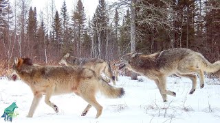 Largest wolf pack in over a decade in the Greater Voyageurs Ecosystem [upl. by Ameg]