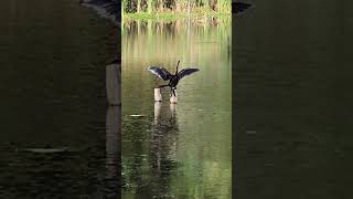 Anhinga drying off after doing some fishing [upl. by Radmen]