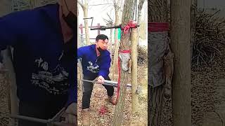 Straightening process of eucalyptus tree trunks [upl. by Torrin]