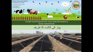 Tunnel Preparation for Onion Seeds Germination at Gulzar Livestock Farms  پیاز کی کاشت کا طریقہ [upl. by Hartnett]