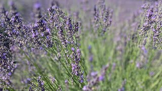 Piano Lavender’s Blue  Fairest Lord Jesus at Calyx Creek Lavender Farm [upl. by Krongold]