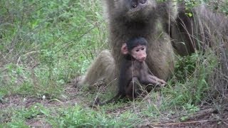 Baboonscute baby and Monkeysvervet attacks GPSmpg [upl. by Eihcir]