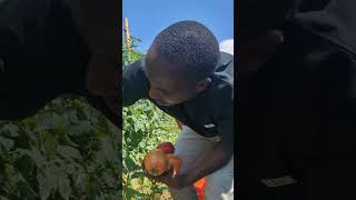 How we enjoy harvest 😀 Tomato Captain F1 [upl. by Ardnohsed54]